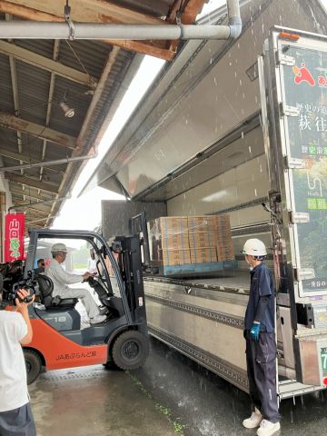山口あぶトマトの積み込み